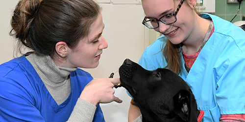 vet nursing students examining a dog's eye